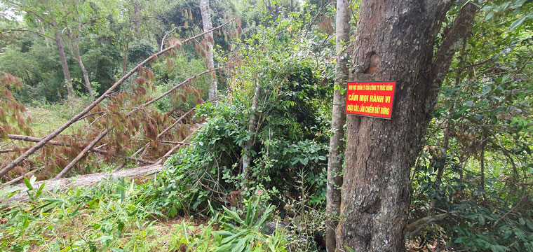 Mặc dù có biển báo cảnh báo cấm phá rừng nhưng rừng vẫn bị phá 
