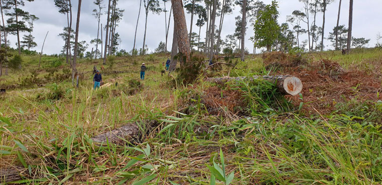 Đam Rông: Phát hiện vụ phá rừng nghiêm trọng