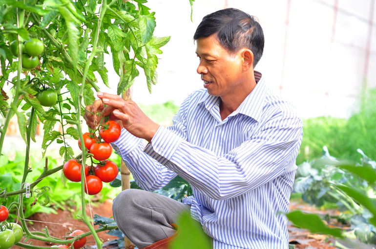 Ông Vui hiện là nông dân sản xuất cà chua có tiếng ở vùng Hiệp An
