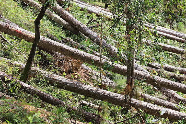 Hiện trường rừng thông tự nhiên bị cưa hạ tại Tiểu khu 132