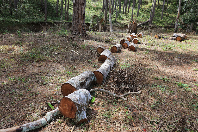 Cây dẻ rừng này bị cưa hạ, phân đoạn vẫn còn bỏ nằm tại hiện trường