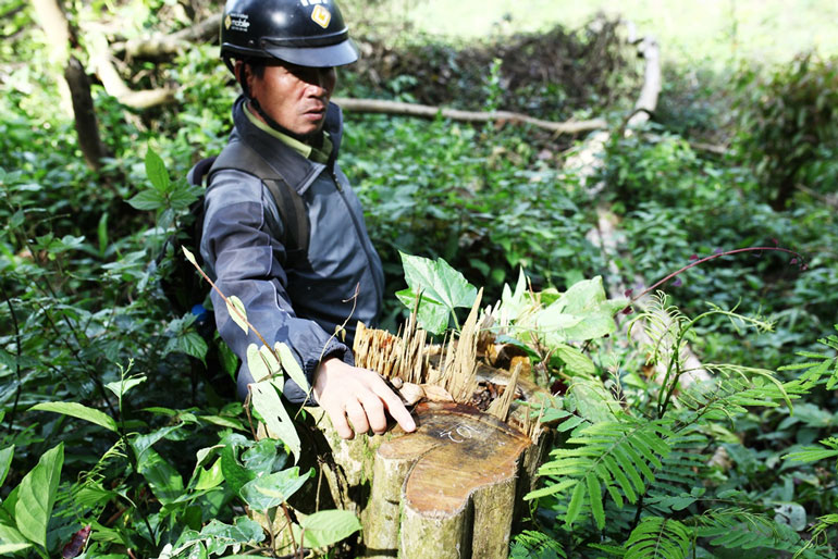 ''Nóng'' việc phá rừng ở Đông Thanh