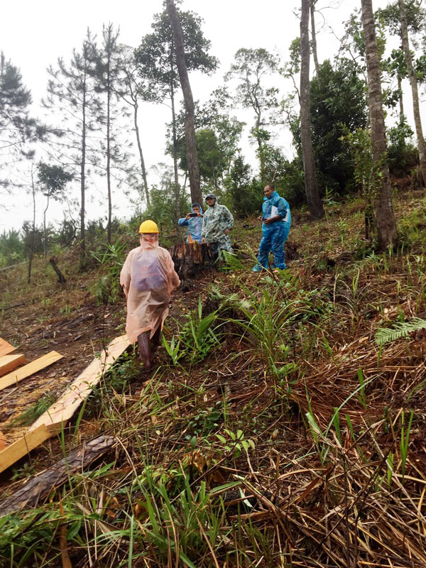 Khẩn trương điều tra, xử lý vụ phá rừng ở xã Phi Liêng