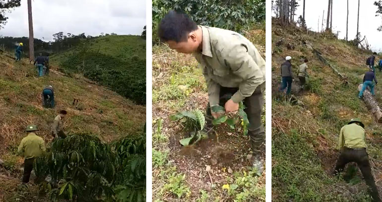 Đam Rông: Nhổ bỏ cà phê trên diện tích đất lâm nghiệp lấn chiếm trái phép