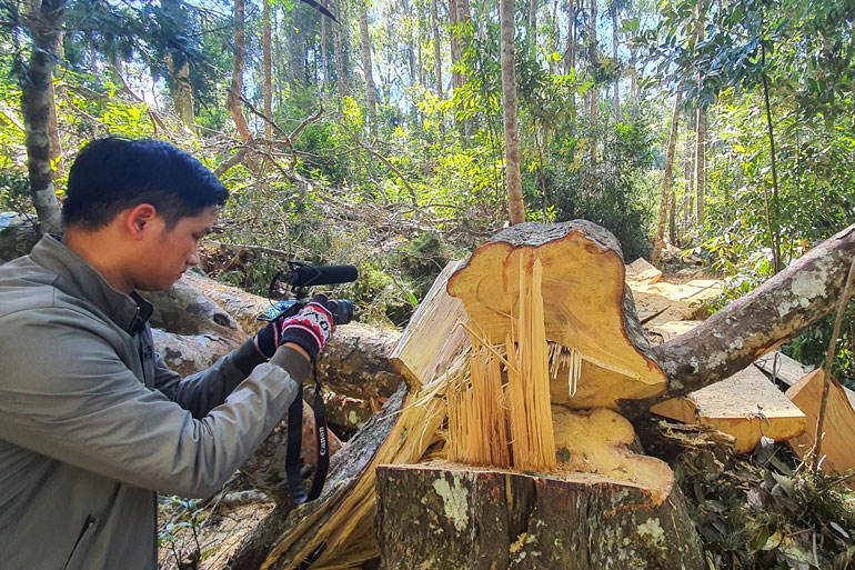 Hiện trường rừng bạch tùng bị cưa hạ, xẻ gỗ ngay tại rừng