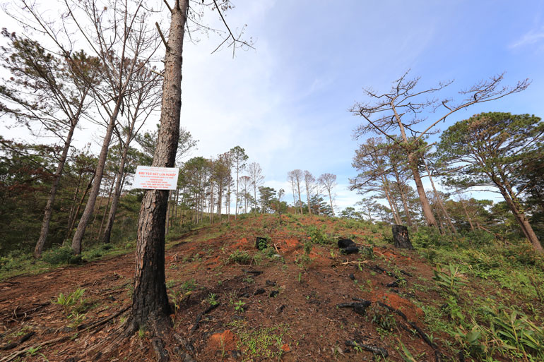 Diện tích rừng tự nhiên bị tàn phá đang khoanh nuôi tái sinh