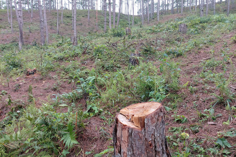 Nhiều diện tích rừng ở Lạc Dương bị phá trái phép