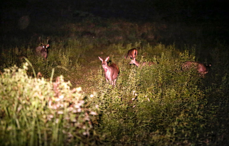 Theo hướng dẫn viên Vườn Quốc gia Cát Tiên, có những đêm du khách không thấy thú hoang dã đi ăn khuya là chuyện bình thường. Bởi, việc nhìn thấy những con thú hoang dã phụ thuộc vào thời tiết, thời gian giữa tháng hay cuối tháng,...