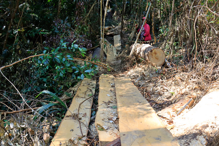 Hiện trường vụ khai thác gỗ trái phép tại Tiểu khu 249 