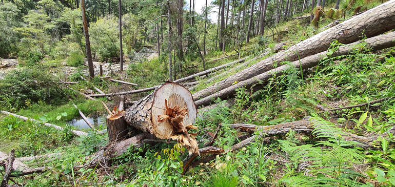 Thông 3 lá hàng chục năm tuổi thuộc đối tượng rừng phòng hộ, là rừng tự nhiên bị cưa hạ còn bỏ nằm tại hiện trường