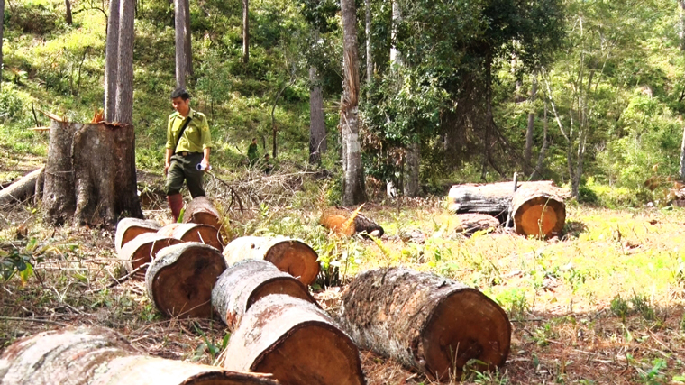 Cây rừng bị cưa hạ trái pháp luật tại hiện trường