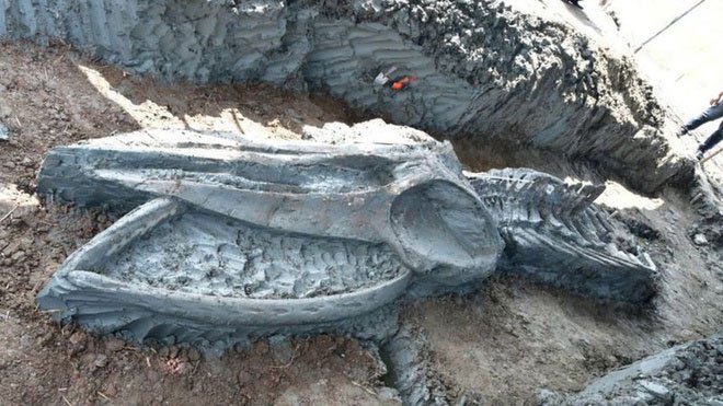 Bộ hài cốt cá voi cổ đại quý hiếm được phát hiện tại Thái Lan