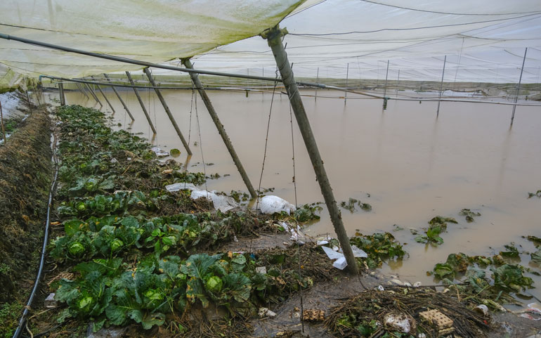 Một vườn rau cải bắp trồng trong nhà kính bị ngập nặng ven sông Đa Nhim, xã Ka Đô