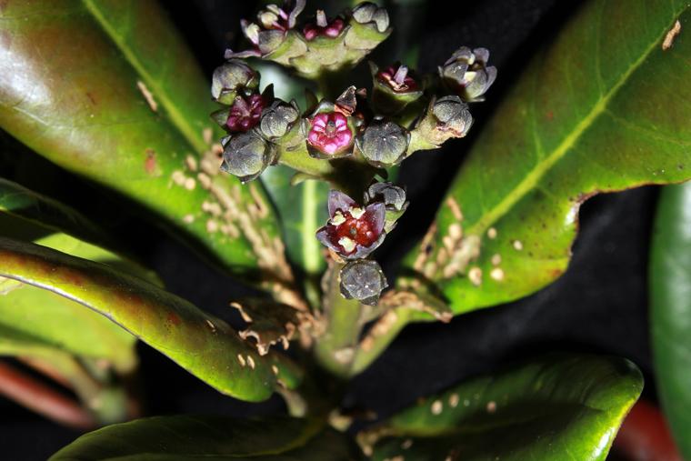 Công bố 15 loài thực vật hạt kín mới tại Vườn Quốc gia Bidoup - Núi Bà