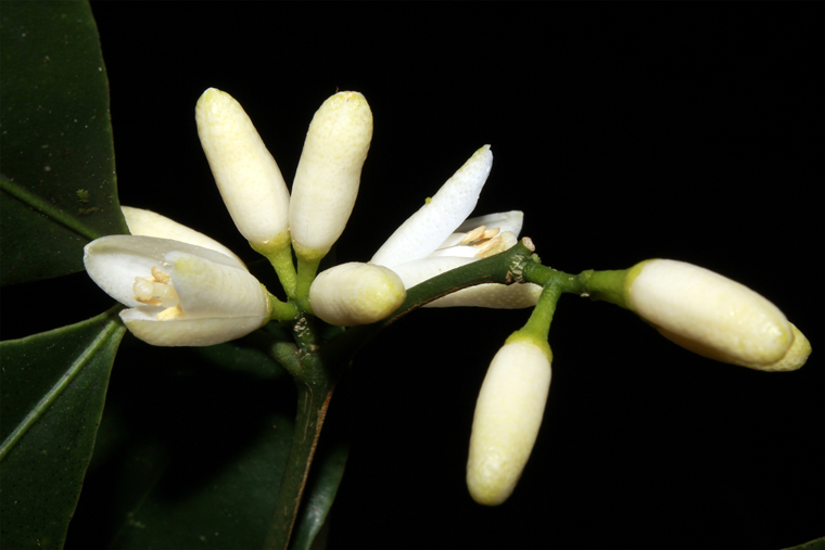 Thần xạ hòn giao ( Luvunga hongiaoensis) thuộc họ Cam chanh (Rutaceae)