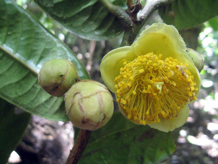 Trà mi (Camellia) Đà Lạt là một trong loài được phê duyệt bảo tồn
