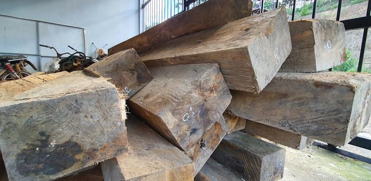 Tang vật gỗ bạch tùng phát hiện tại vườn cà phê nhà ông Nguyễn Văn Tuyến, Tổ trưởng Tổ nhận khoán bảo vệ rừng đang tạm giữ tại cơ quan chức năng
