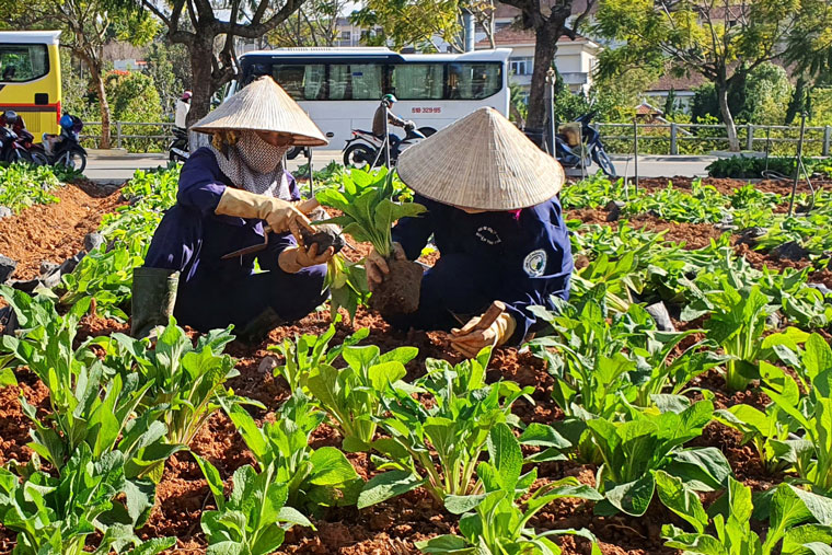 Công nhân đang tiến hành trồng hoa tại Công viên Ánh Sáng