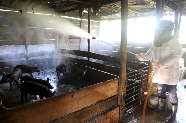 Công tác tiêu độc, khử trùng đàn lợn tại xã Triệu Hải, huyện Đạ Tẻh đang được tăng cường