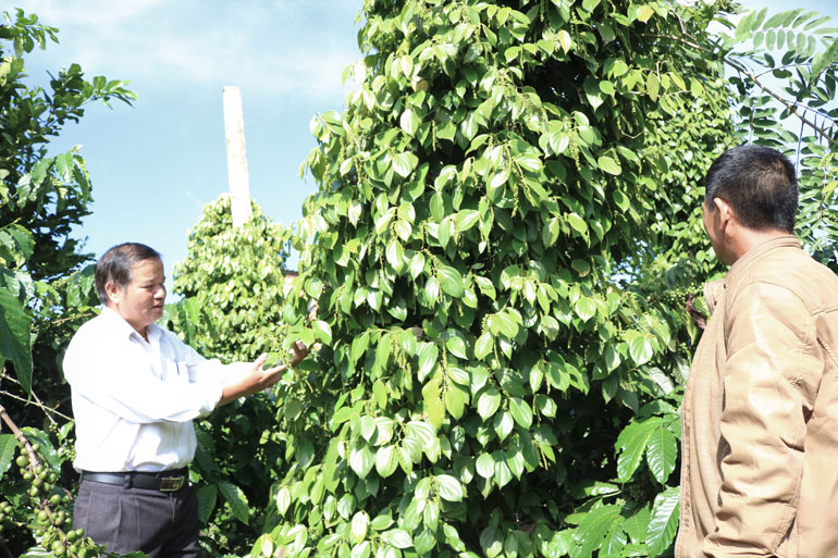 Diện tích cây ăn quả, cây trồng xen tại Di Linh tăng mạnh trong năm 2020. (Ảnh chụp tại xã Tân Châu, huyện Di Linh)