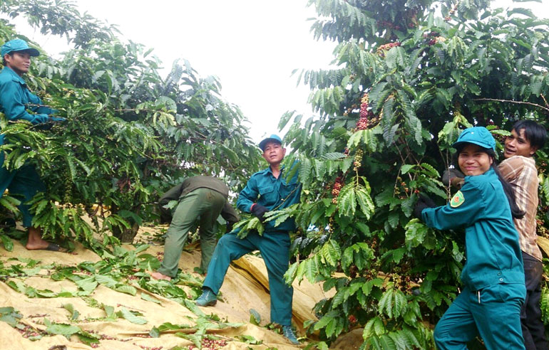 Thanh niên Bảo Lâm giúp nhau đổi công thu hái cà phê