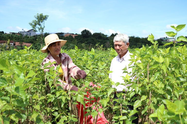 Số vốn vay 20 triệu đồng từ Quỹ Hỗ trợ nông dân đã giúp gia đình bà Phạm Thị Hòa khôi phục lại vườn dâu sau lũ