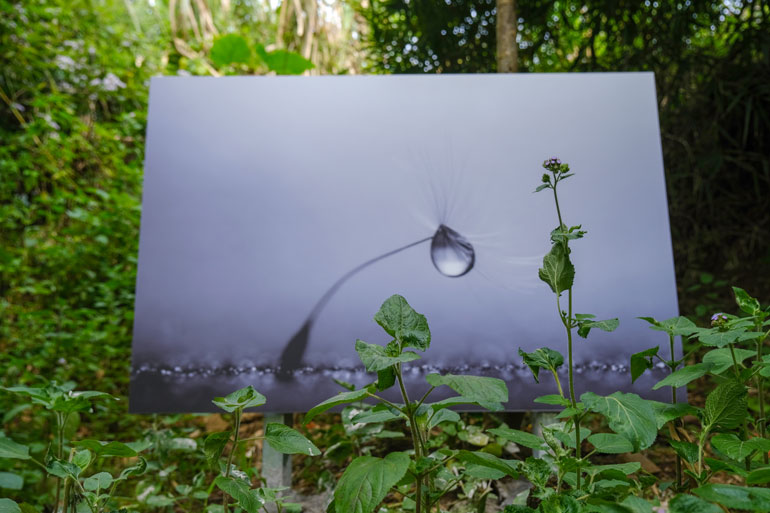 Tác phẩm “Lưu luyến - 2020” của tác giả Đỗ Thành Công, anh nông dân chính hiệu yêu nhiếp ảnh