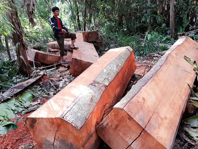 Lâm Hà: Khẩn trương điều tra vụ phá trên 16 mét khối gỗ