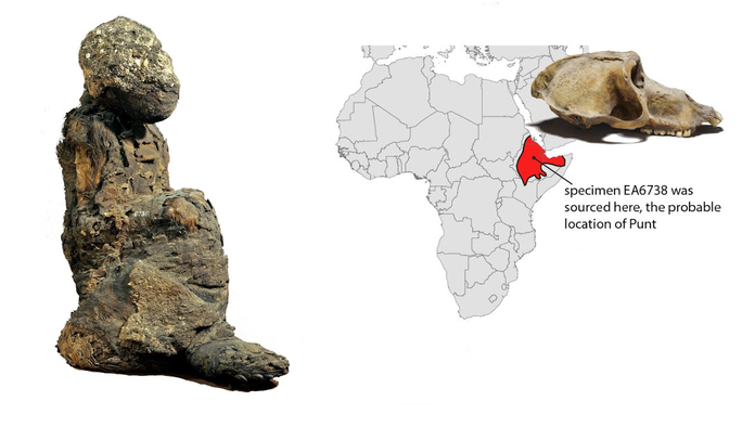 Xác ướp bí ẩn EA6736 (trái), một con khỉ chết yểu khi vừa đến Ai Cập, cơ thể chưa kịp nhuốm trầm tích sông Nile và hộp sọ của xác ướp EA6738. Địa danh đánh dấu đỏ chính là quê hương của EA6738 và có thể là cả EA6736 