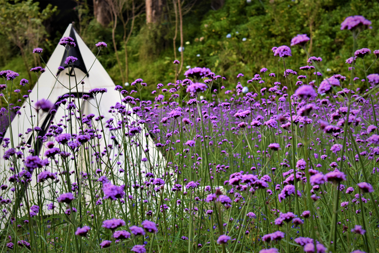 Thân cây hoa tím lavender cao khoảng 1,5m trở lên, vươn thẳng nở từng chùm hoa trên đầu cành