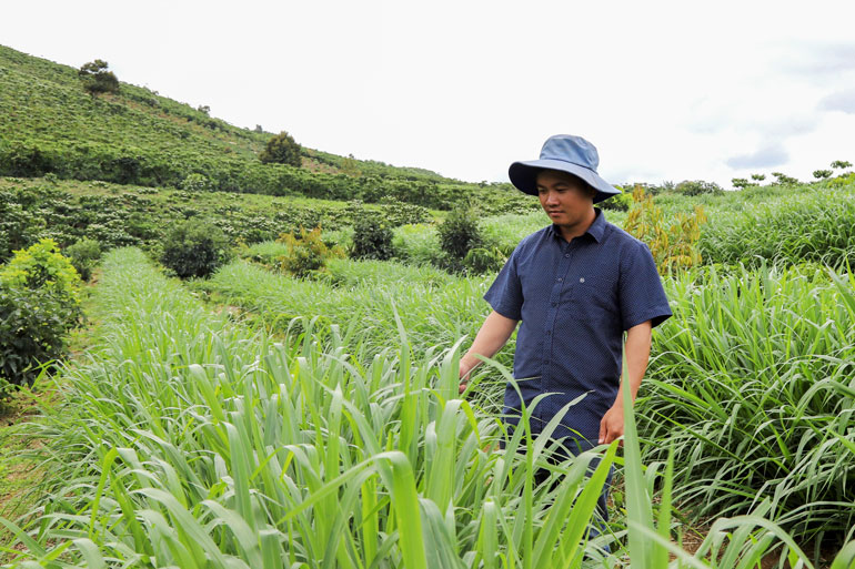 2 ha cỏ sả xanh tốt là nguồn thức ăn giúp chàng trai 9X Vũ Quang Chính tự tin phát triển trang trại chăn nuôi