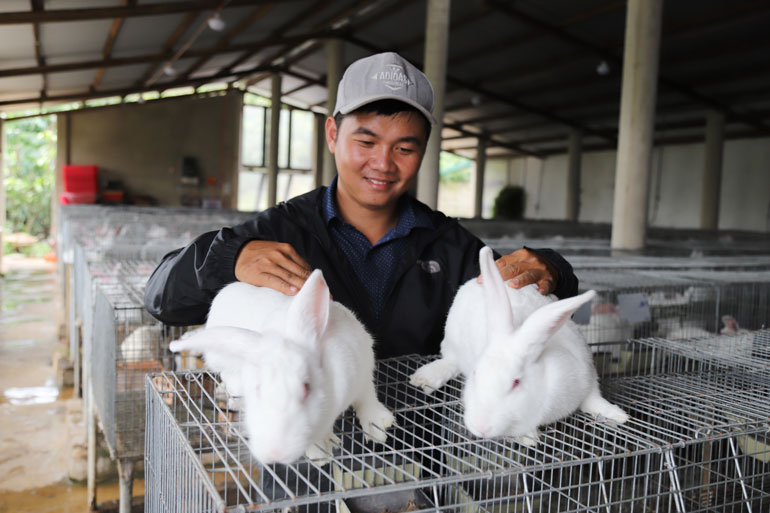 Vũ Quang Chính dành hết tâm huyết để “kết duyên” với giống thỏ trắng Newzealand.