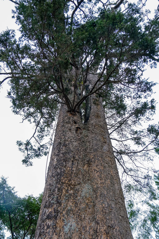 Cây du sam có đường kính gần 2 m, cao gần 40 m sừng sững giữa rừng thông ba lá