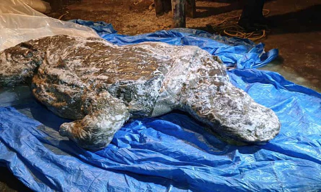 Xác một con tê giác lông mượt trong băng vĩnh cửu ở vùng đông bắc Yakutia được tìm thấy với nhiều cơ quan nội tạng còn nguyên vẹn.