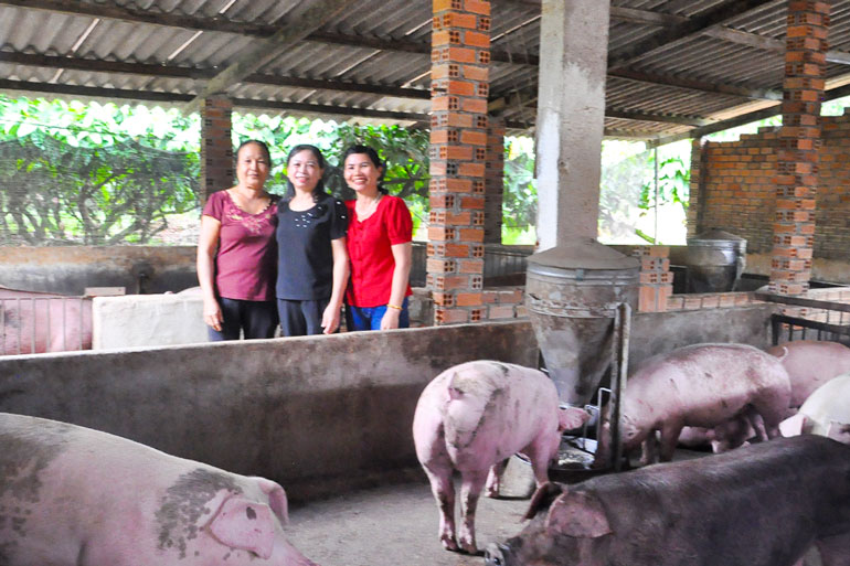 Các thành viên trong tổ hợp tác nuôi heo không sử dụng chất cấm tại xã Quảng Trị - Đạ Tẻh