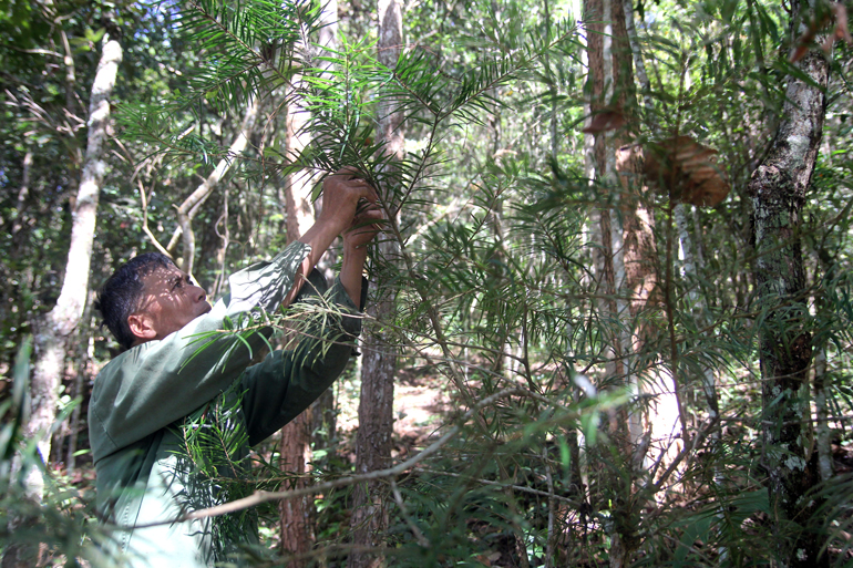 Ngoài diện tích Du sam lớn trên phần diện tích giữ rừng của ông Quyền còn có hàng trăm cây nhỏ mọc xanh tốt