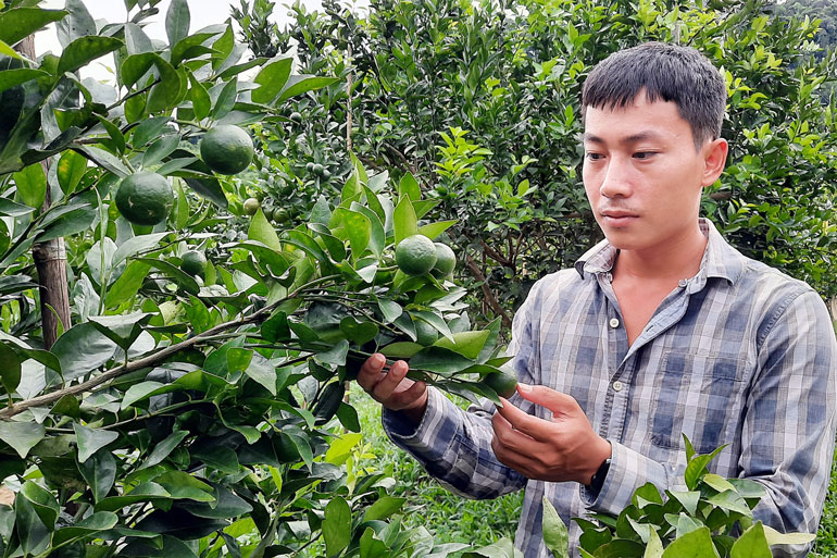 Nông dân trẻ Nguyễn Thái Sơn với giống quýt đường