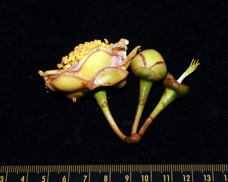 Hoa và búp Camellia langbianensis