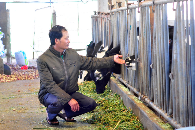 Tại huyện Đơn Dương, các đơn vị ưu tiên đào tạo nghề nông nghiệp cho lao động nông thôn như chăn nuôi bò sữa hoặc trồng rau theo hướng VietGap. (Ảnh minh họa)
