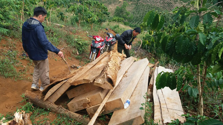 Khẩn trương điều tra lô gỗ khai thác trái phép tại Lộc Bảo