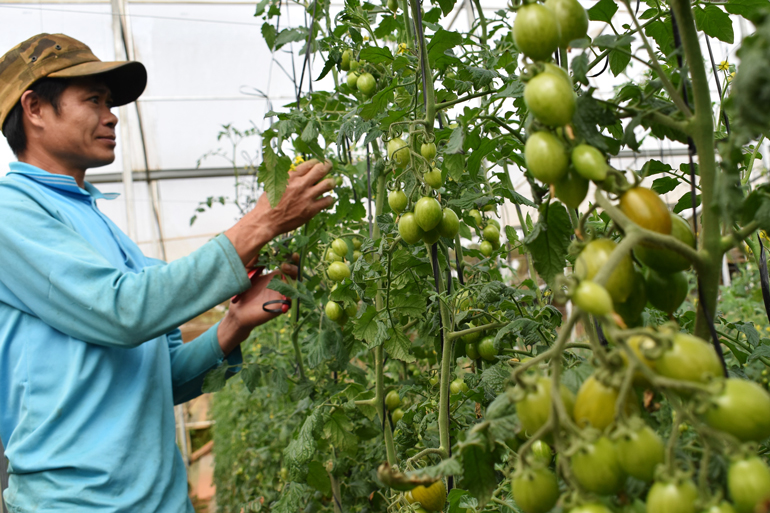 Thu nhập lao động tại HTX Dịch vụ nông nghiệp tổng hợp Hiền Thi đạt 7- 8 triệu đồng/người/tháng