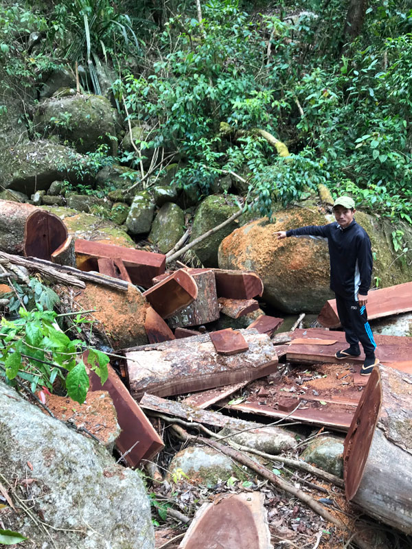 Đam Rông: Bắt khẩn cấp 2 đối tượng khai thác gỗ trái phép