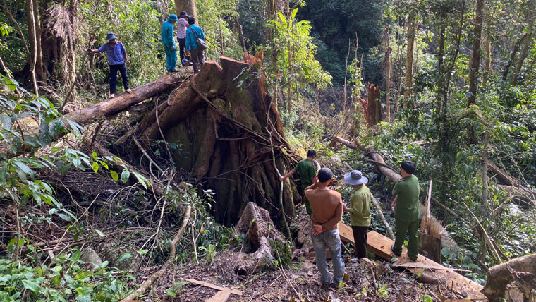 Hiện trường vụ phá rừng ở tiểu khu 205