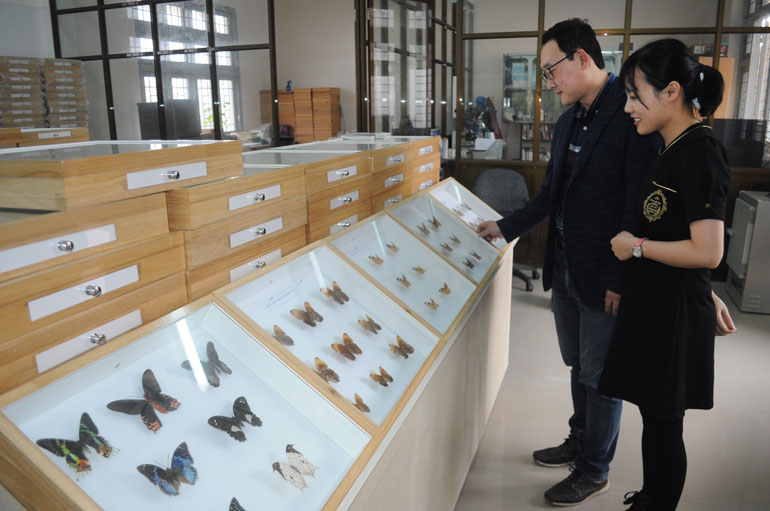 TS. Lee Hyun Suk kiểm tra các mẫu vật trong Bảo tàng Côn trùng