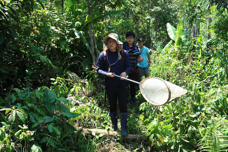 TS. Lee Hyun Suk cùng các cộng sự xuyên rừng bắt côn trùng