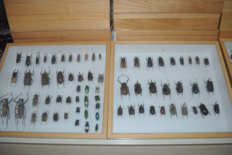 Hình ảnh một số mẫu vật trưng bày trong Bảo tàng Côn trùng