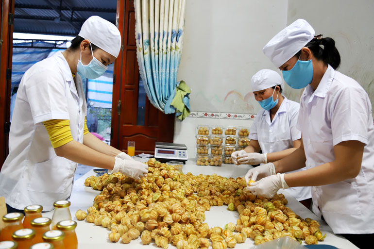 Công nhân phân loại quả Tầm bóp tươi tại Công ty Ngọc Tiên Physa để xuất vào các hệ thống siêu thị