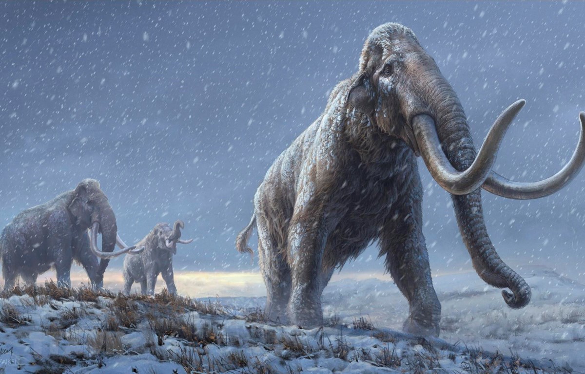 Giải mã ADN từ voi ma mút sống cách đây gần 1,2 triệu năm