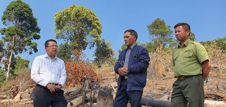 Xử lý nghiêm vụ phá rừng phòng hộ Tà Nung