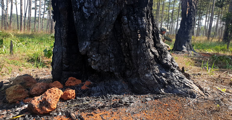 Những cây thông cổ thụ bị các đối tượng ken, đốt gốc để triệt hạ lấn chiếm đất lâm nghiệp